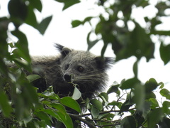 Binturong photo 2