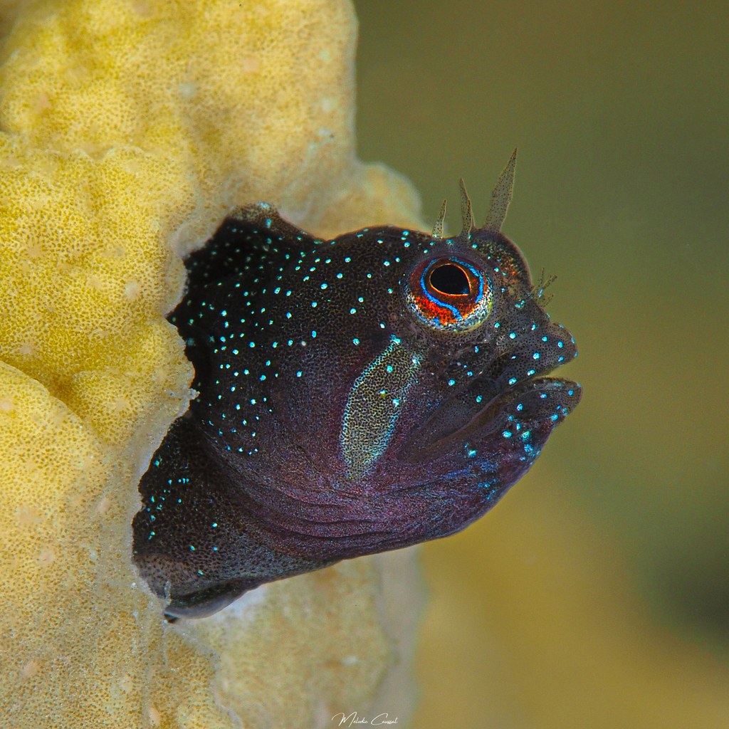 Twinhorn Blenny