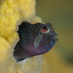 Twinhorn Blenny photo 1