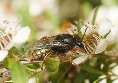 Sericophorus viridis