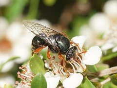 Sericophorus viridis
