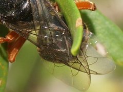 Sericophorus viridis