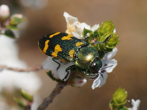 Castiarina dimidiata, 2017-12-17