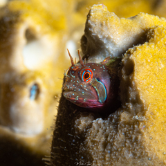 Twinhorn Blenny photo 2