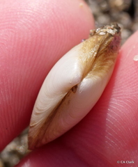 Cryptomya californica