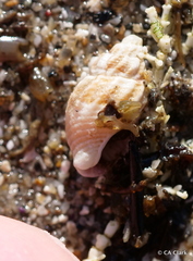 Muricoidea