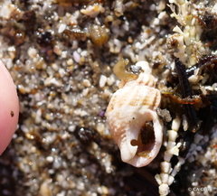 Muricoidea