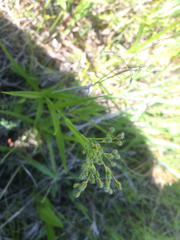 Scirpus pendulus