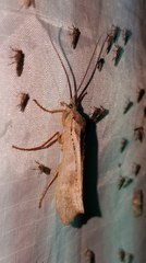 Nemotaulius hostilis