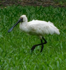 Platalea regia