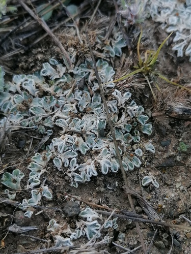 Riccia argenteolimbata