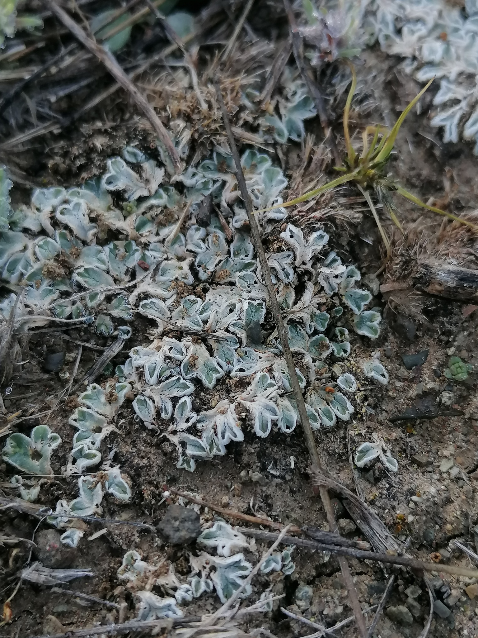 Riccia argenteolimbata