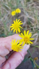 Podolepis hieracioides