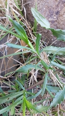 Podolepis hieracioides