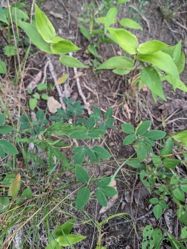 Image of Taenidia integerrima by (c) Alaina Krakowiak, some rights reserved (CC BY)