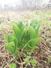 Veratrum oxysepalum