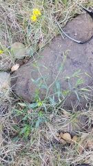 Podolepis hieracioides