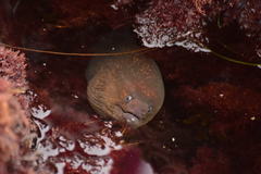 Gymnothorax mordax