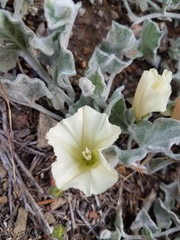 Calystegia malacophylla malacophylla