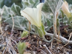 Calystegia malacophylla malacophylla