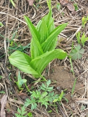 Veratrum oxysepalum