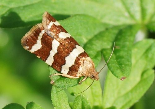 Conchylis subfurcatana