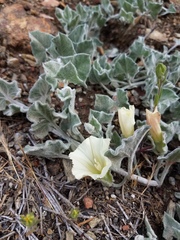 Calystegia malacophylla malacophylla
