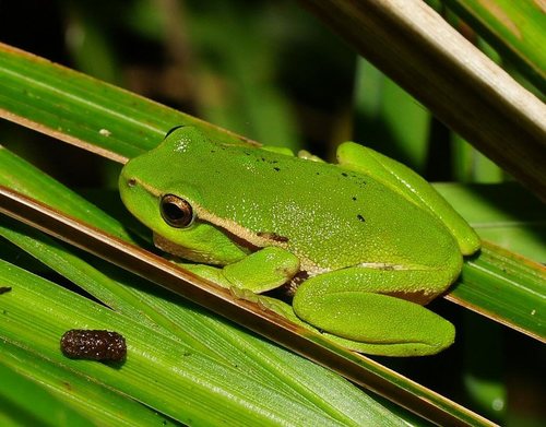Narrow-fringed Frog