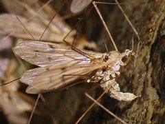 Antocha australiensis