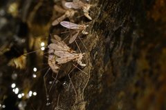 Antocha australiensis