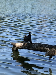 Phalacrocorax carbo