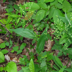 Dichanthelium latifolium