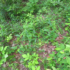 Dichanthelium latifolium