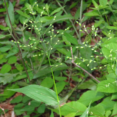Dichanthelium latifolium