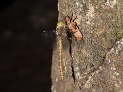 Austrocordulia refracta