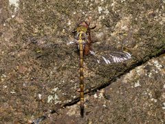 Austrocordulia refracta