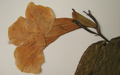 Bignonia corymbosa