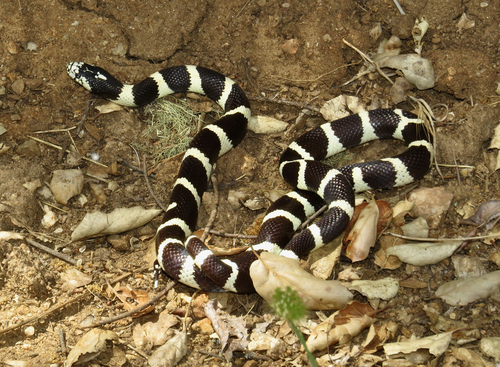iNaturalist observation photo of California King Snake