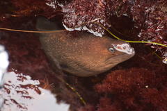 Gymnothorax mordax