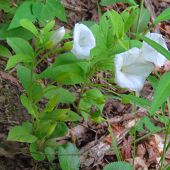 Calystegia spithamaea
