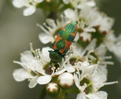 Castiarina hilaris