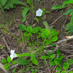 Calystegia spithamaea