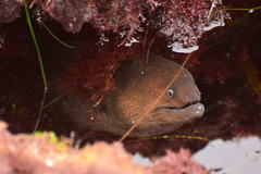 Gymnothorax mordax