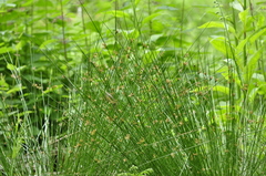Juncus effusus solutus