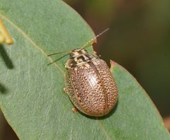 Paropsisterna decolorata