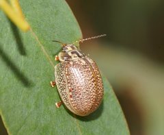 Paropsisterna decolorata