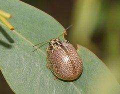 Paropsisterna decolorata