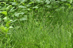 Juncus effusus solutus