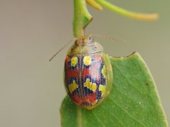 Paropsisterna gloriosa