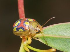 Paropsisterna gloriosa